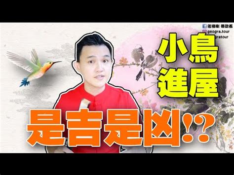 小鳥來家裡|【小鳥跑進家裡】小鳥闖進家裡，是什麼吉兆還是凶兆？教你看懂。